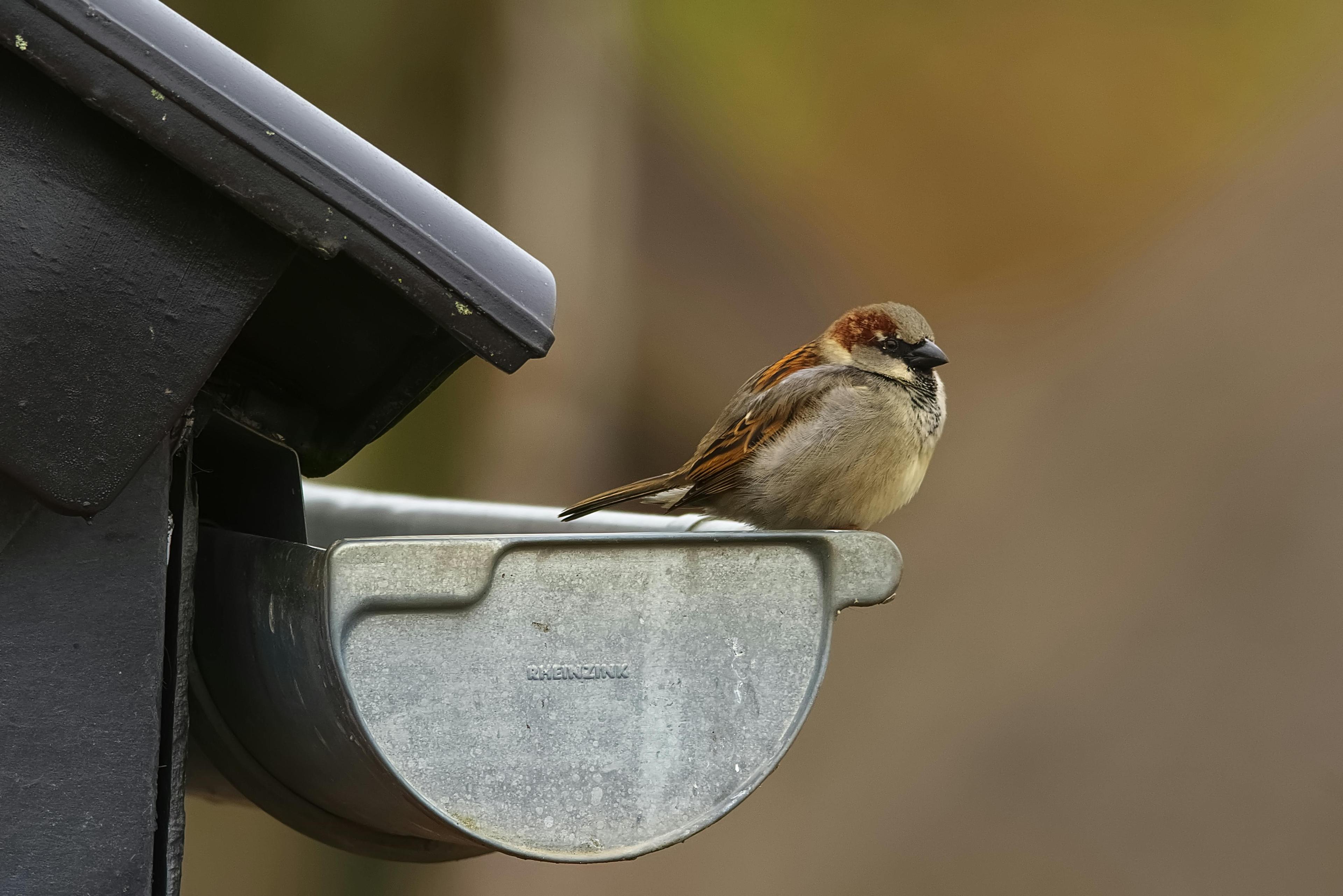9 Signs Your Gutters Need to Be Replaced (Not Just Cleaned)